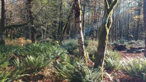 Ziehen-Sie-Den-Wald-Im-Park-Mit-Lichtlecks-In-British-Columbia,-Kanada,-Zurück