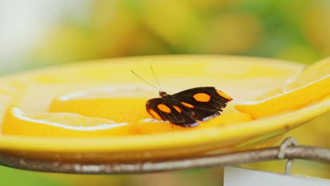 tropical exotic butterfly with orange spots drinks citrus nectar on yellow plate