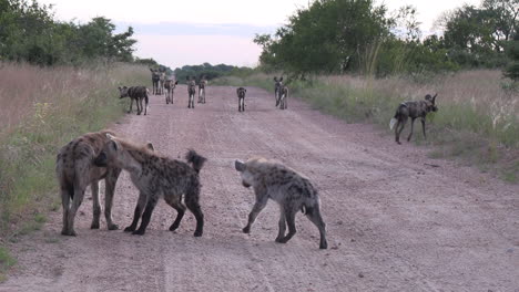 a group of hyenas interact with each other with african wild dogs in the background