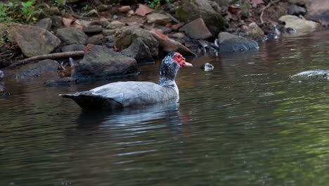 Eine-Muscovy-Ente-Im-Wasser