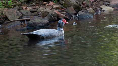 un pato real en el agua