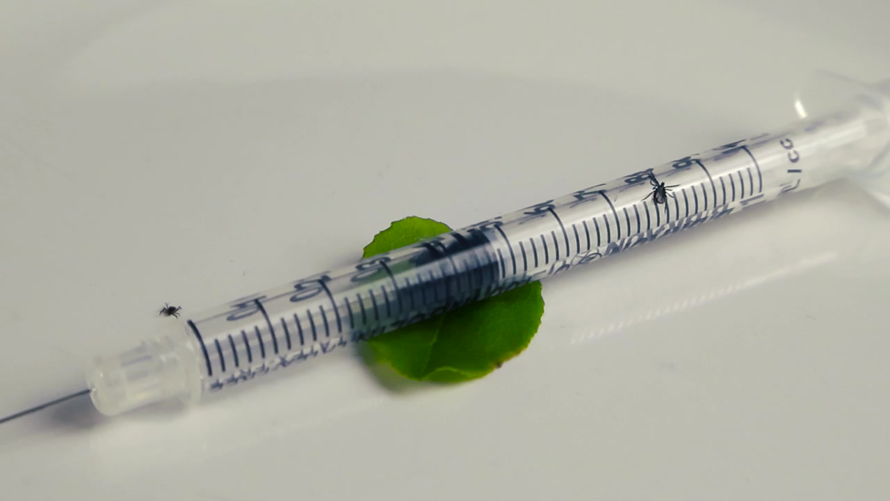 Macro view of black legged ticks infected with Lyme disease moving around a medical syringe with a needle on a glossy white background