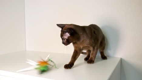 attractive kitty playing with colorful toy. cheerful dark small cat trying to catch toy.