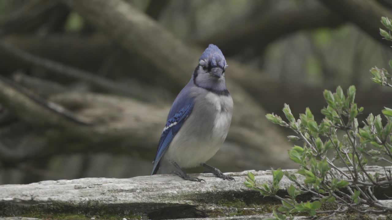 Ghiandaia azzurra con uno splendido corno appollaiata su un ramo d'albero che si guarda intorno, primo piano al rallentatore.
