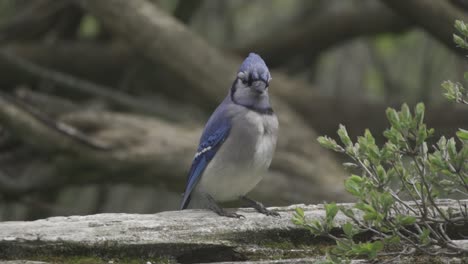 blue jay with gorgeous horn perched on a tree branch looking around, slow mo close up