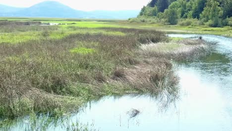 Aerial-view-of-green-forest-and-river-with-water-plant-along-the-river