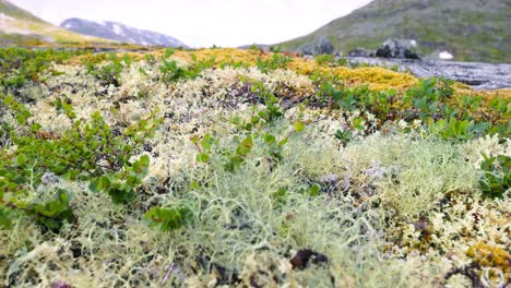 arctic tundra. beautiful nature norway natural landscape.