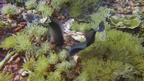 un par de peces volteando corales en el parque nacional de komodo, indonesia