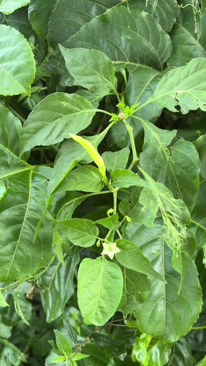 Pianta di peperoncino verde vibrante con giovane peperoncino e piccoli fiori bianchi