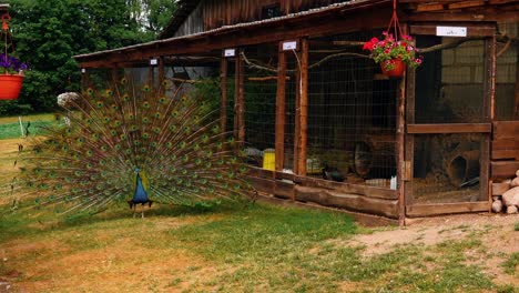 primer plano de la cabeza de un pavo real azul adulto