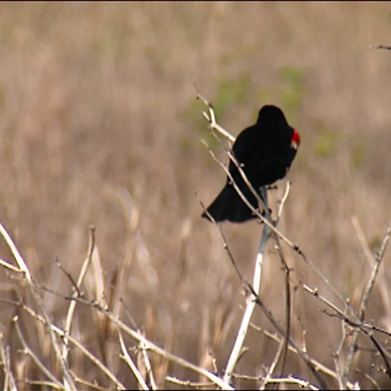 darkeyed junco(junco hyemalis) en rama whitebreasted trepatroncos (sitta carolinensis) en tronco de árbol 2013
