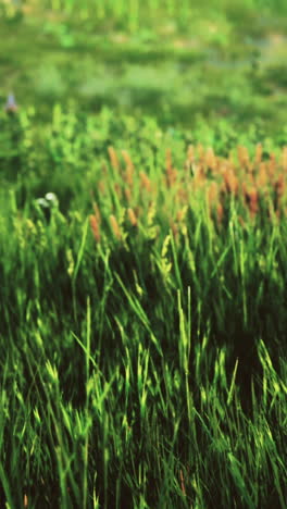 close up of green grass in a field