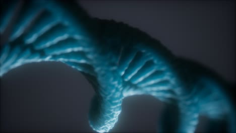 loopable-structure-of-the-DNA-double-helix-animation