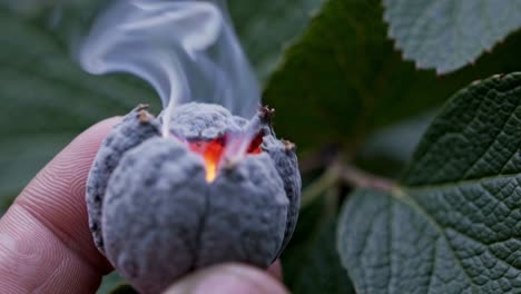 burning seed pod