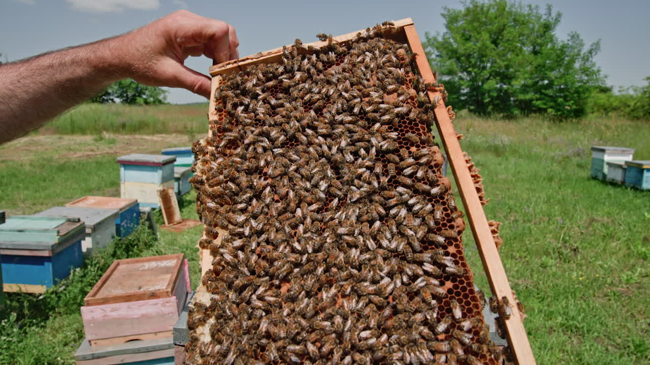 Bees swarming on honeycomb. Swarm of bees working on honeycomb, carries honey and nectar