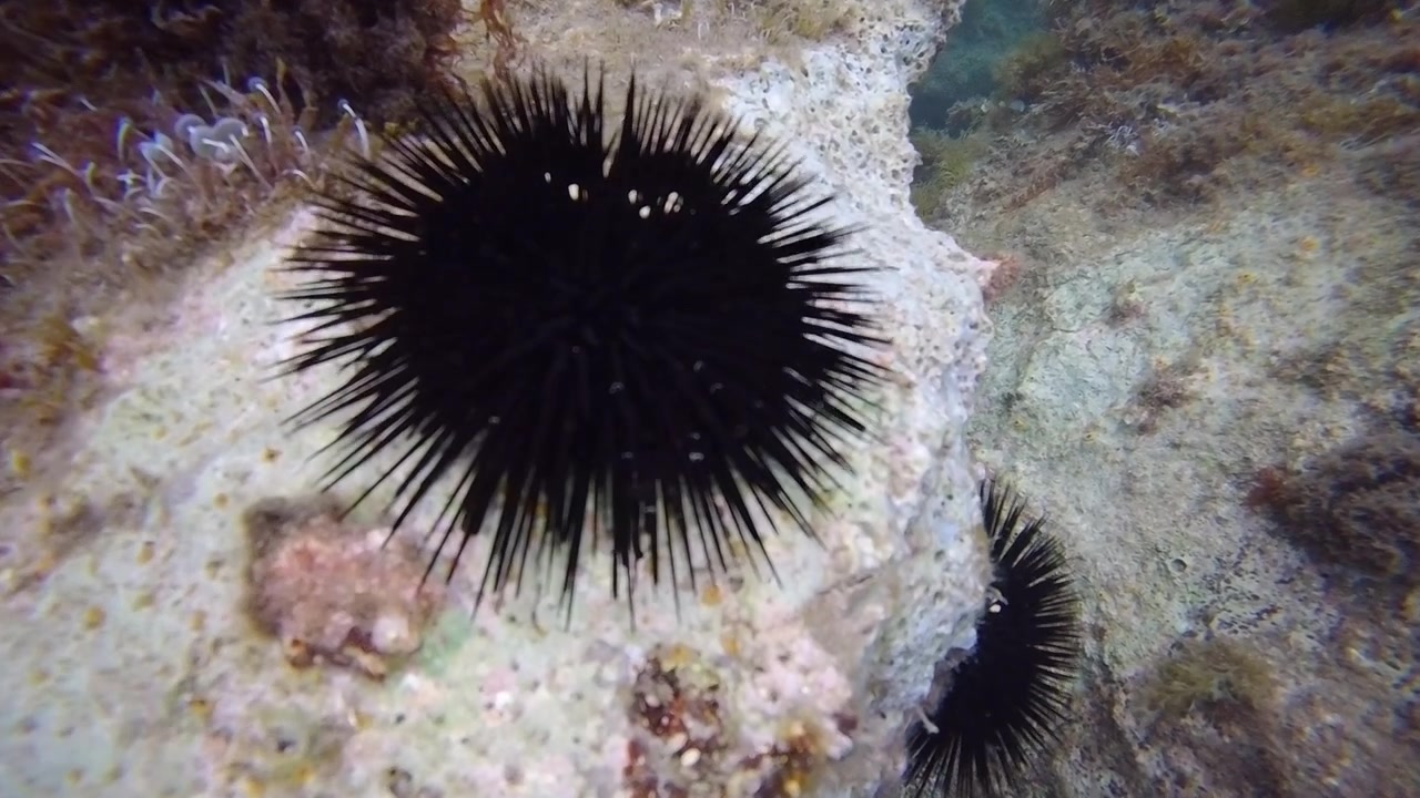 Riprese subacquee ravvicinate di due ricci di mare neri attaccati a un fondale roccioso, circondati da alghe marine in acque costiere limpide.