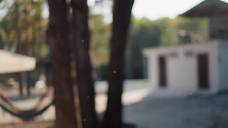 cottage blurry view with small midges buzzing in woods area. house with roof terrace surrounded by lush trees handy camera shot. relaxation in nature