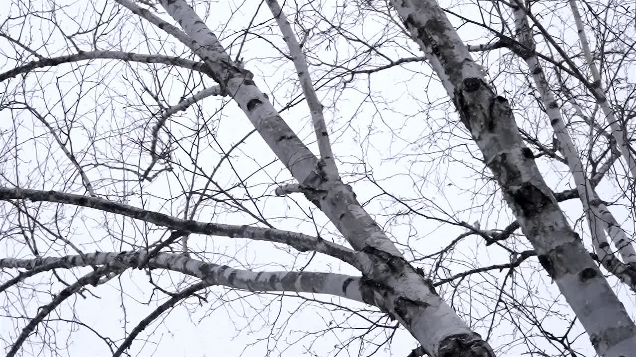 Looking up to the sky through trees, small snowflakes falling on a cold winter day, forest nature, cloudy sky, static shot, copy space