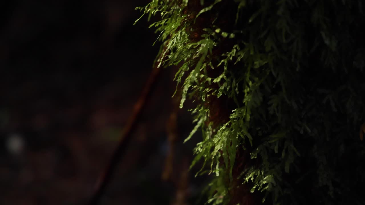 árbol cubierto de musgo en el bosque tropical de maits