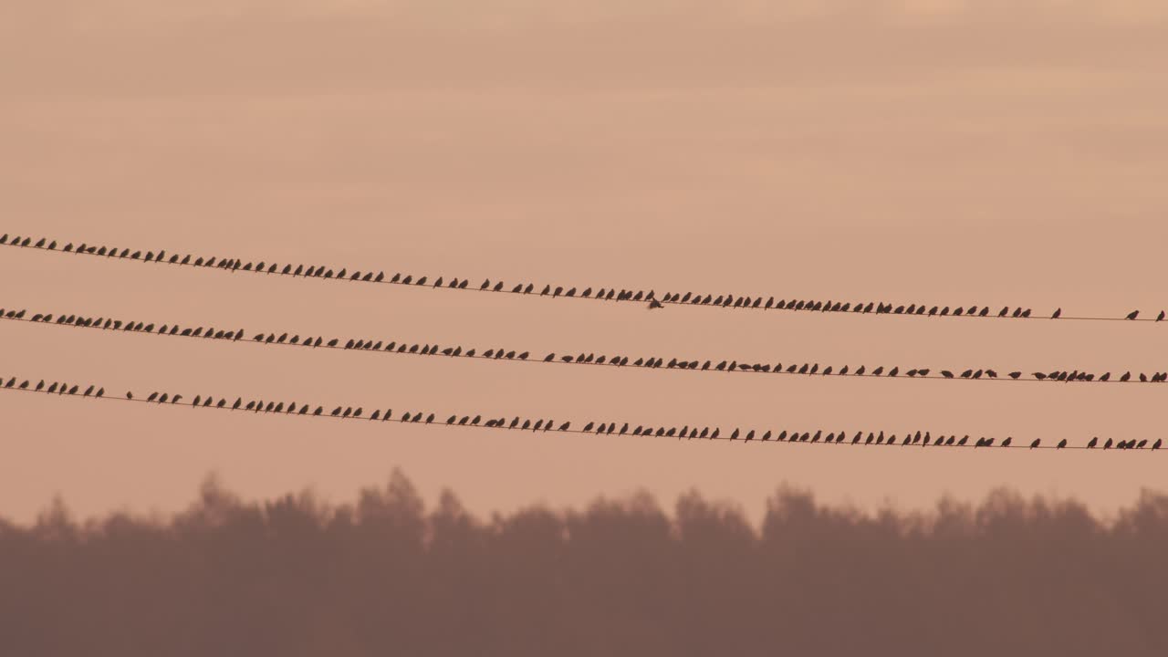 bandada de pájaros estorninos sentados en la línea eléctrica en la luz de fondo del cielo del amanecer