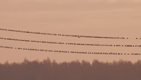Flock of starlings birds sitting on power line on sunrise sky background light
