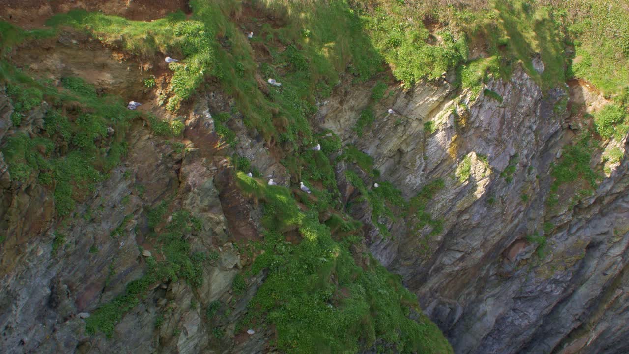 자연스러운 초록색 코른월 암석에서 둥지를 틀고 있는 헤링  ⁇