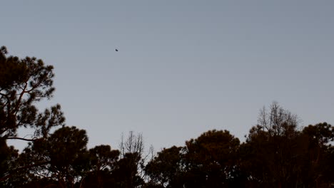 Chimango-caracaras-fly-above-a-grove-at-sunset-on-a-windy-day-at-dusk-in-rural-Santa-Fe,-Argentina