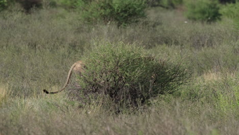 male lion walking behind the bushes in africa