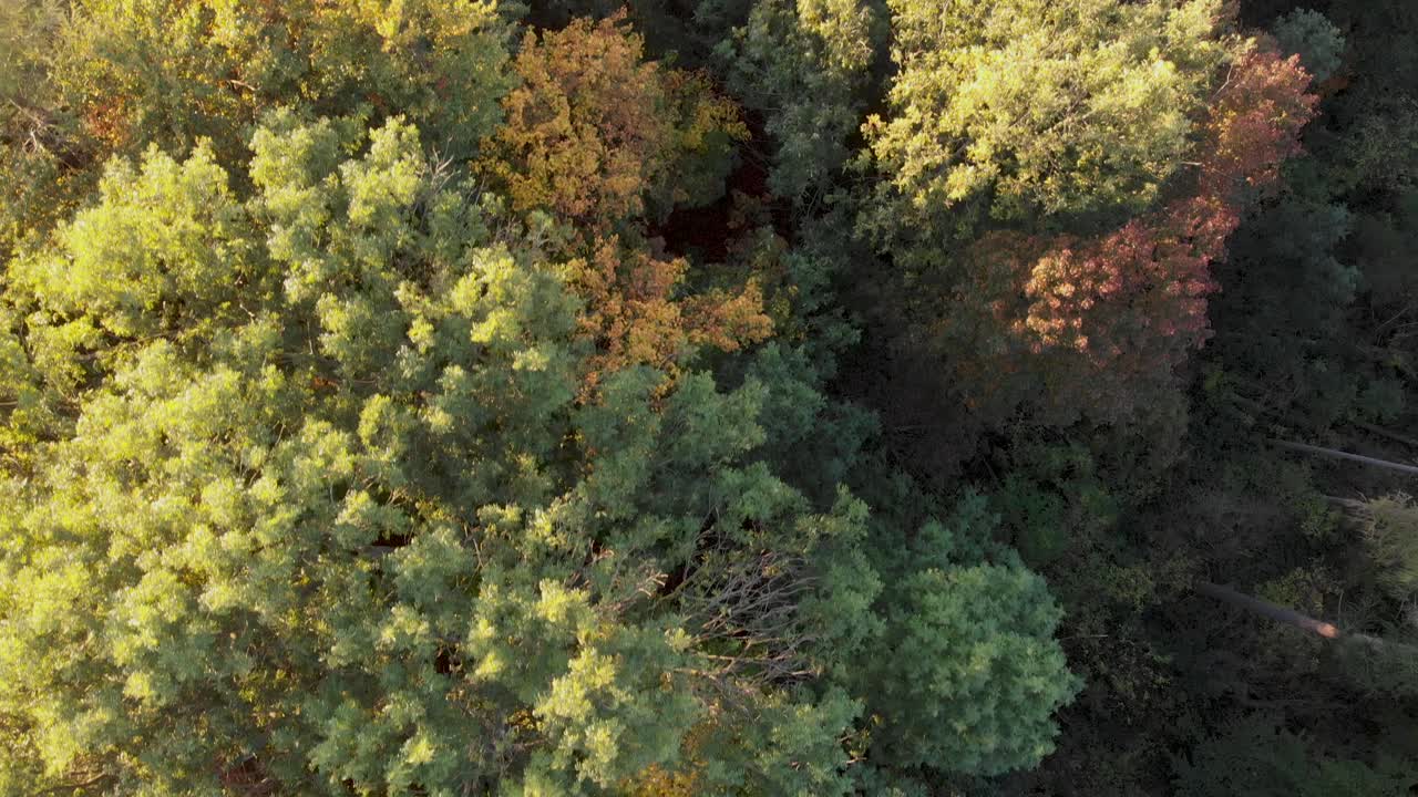 아름다운 가을 색의 숲의 조감도