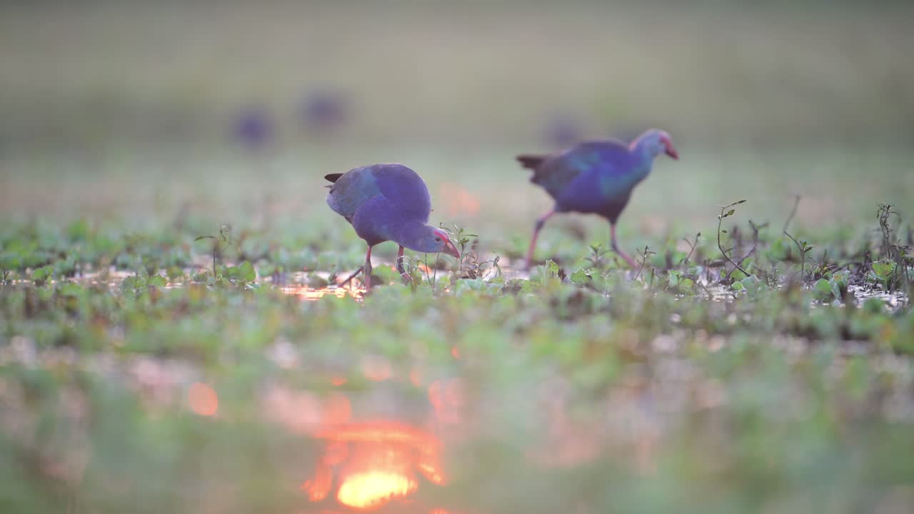 Two purple swamphens forage in a shallow wetland at sunset. Aquatic plants and bokeh effects from the setting sun create a soft, tranquil scene.