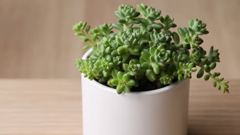 succulent in a white pot