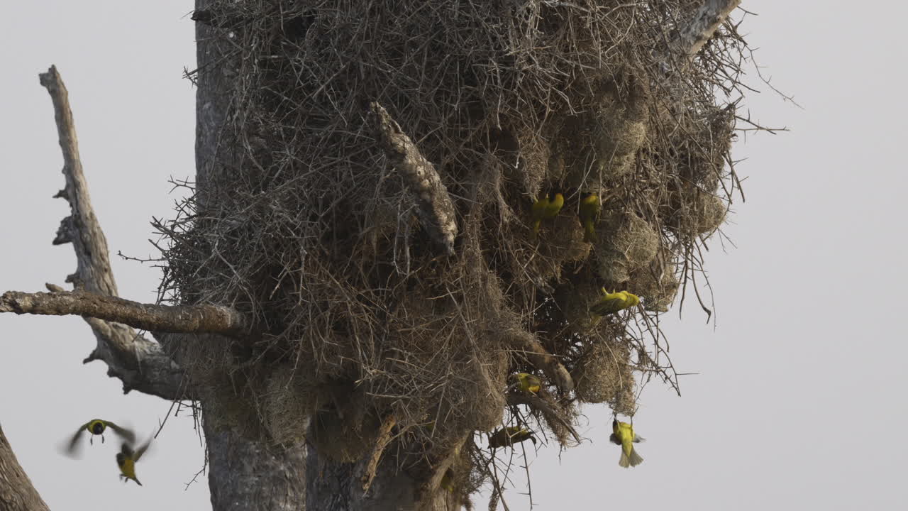 Lesser masked nesting together on a dead tree, 60fps
