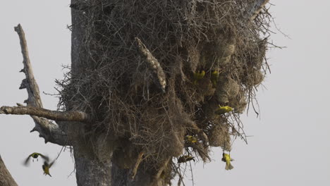 Lesser-masked-nesting-together-on-a-dead-tree,-60fps