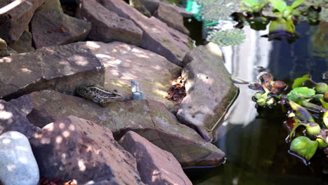 a pickerel frog sits by a pond inflating his throat sac