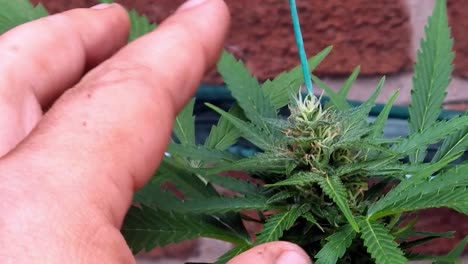 manos masculinas inspeccionando el brote de la flor de la marihuana que crece en el invernadero del jardín