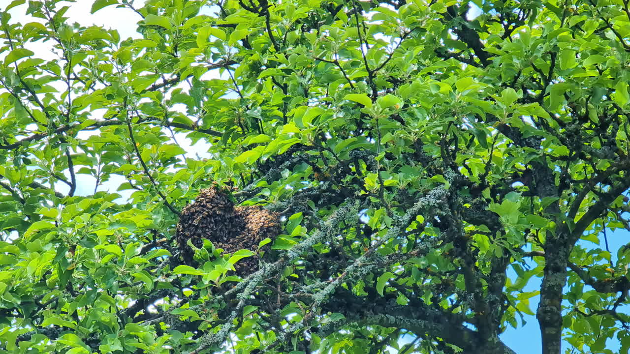 vista de panal en las ramas del árbol con abejas volando a su alrededor durante el día