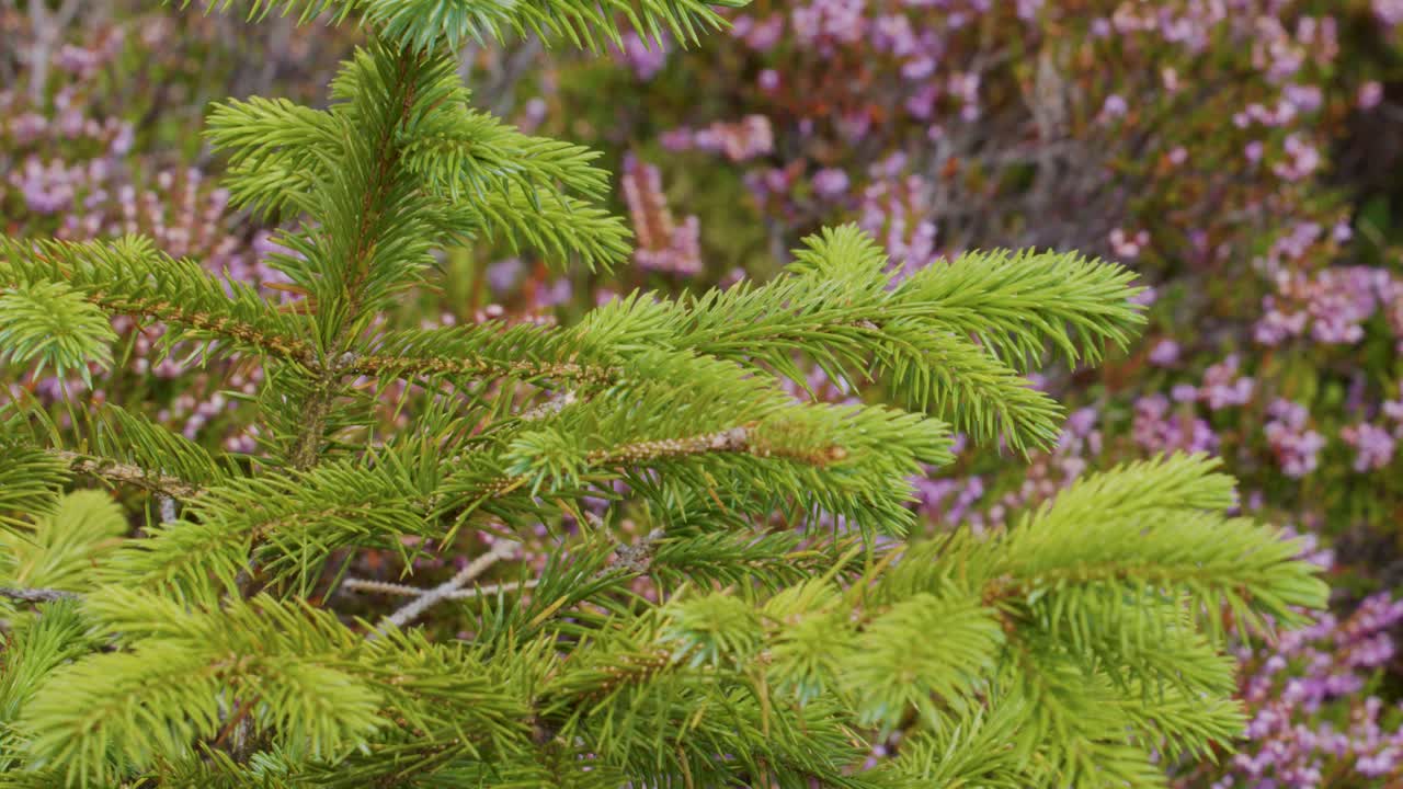 Close-up of green pine branches swaying in daylight, with blurred purple wildflowers background