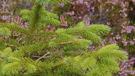 close-up of green pine branches swaying in daylight, with blurred purple wildflowers background