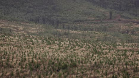 Plantación-De-Pinos-En-El-área-Regional-De-Nueva-Gales-Del-Sur