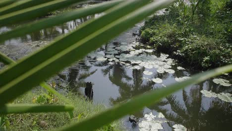 Lilly-pads-floating-in-the-water-with-agricultural-coconut-trees-reflected-in-the-water-with-a-light-breeze-in-the-kerala-backwaters-in-india-sun-shining