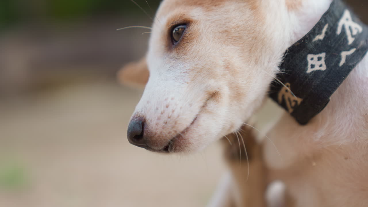 Closeup dog head with black collar, tan puppy shaking head, saliva droplet falling from muzzle, patterned collar detail, soft bokeh background, outdoor yard atmosphere, playful expression and intimate