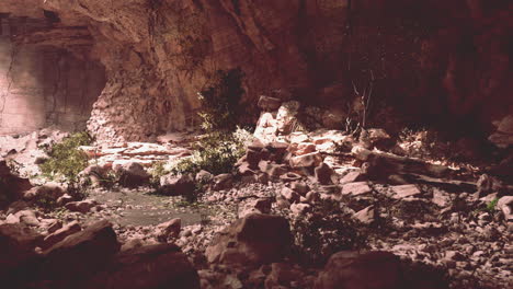 trail in a hawaiian rain forest leading to big cave