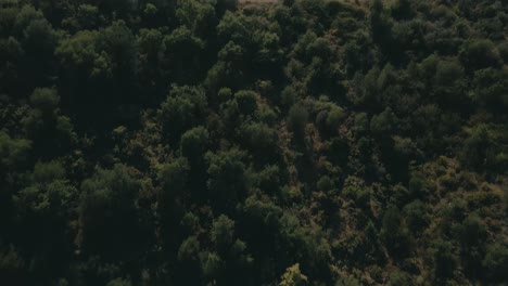 Blick-Auf-Den-Wald,-Der-Sich-Bis-Zum-Horizont-Neigt