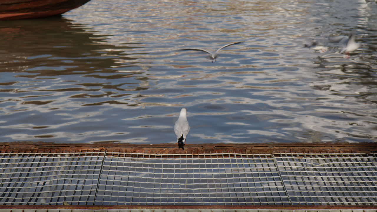 Mew Gull Birds By The Waterfront Of Vila Nova de Gaia In Porto, Portugal. Slow Motion Shot