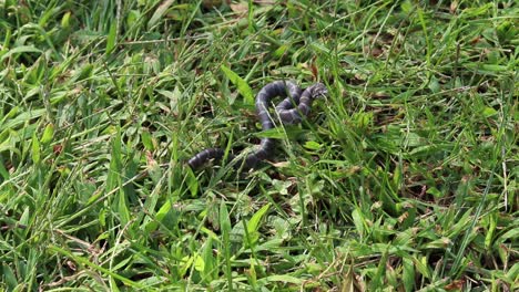 static shot of a small snake in the grass striking to the right of the frame