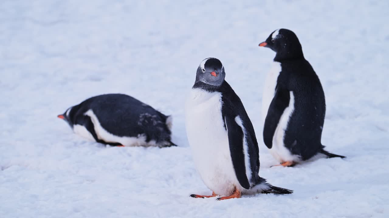 pingüinos limpiando y podando plumas en la antártida, gentoo pingüinos en la nieve en la península antártica vida silvestre y animales gira por la naturaleza