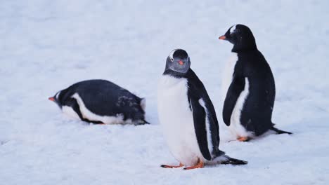 penguins cleaning and pruning feathers in antarctica, gentoo penguins on snow on antarctica peninsula wildlife and animals nature tour