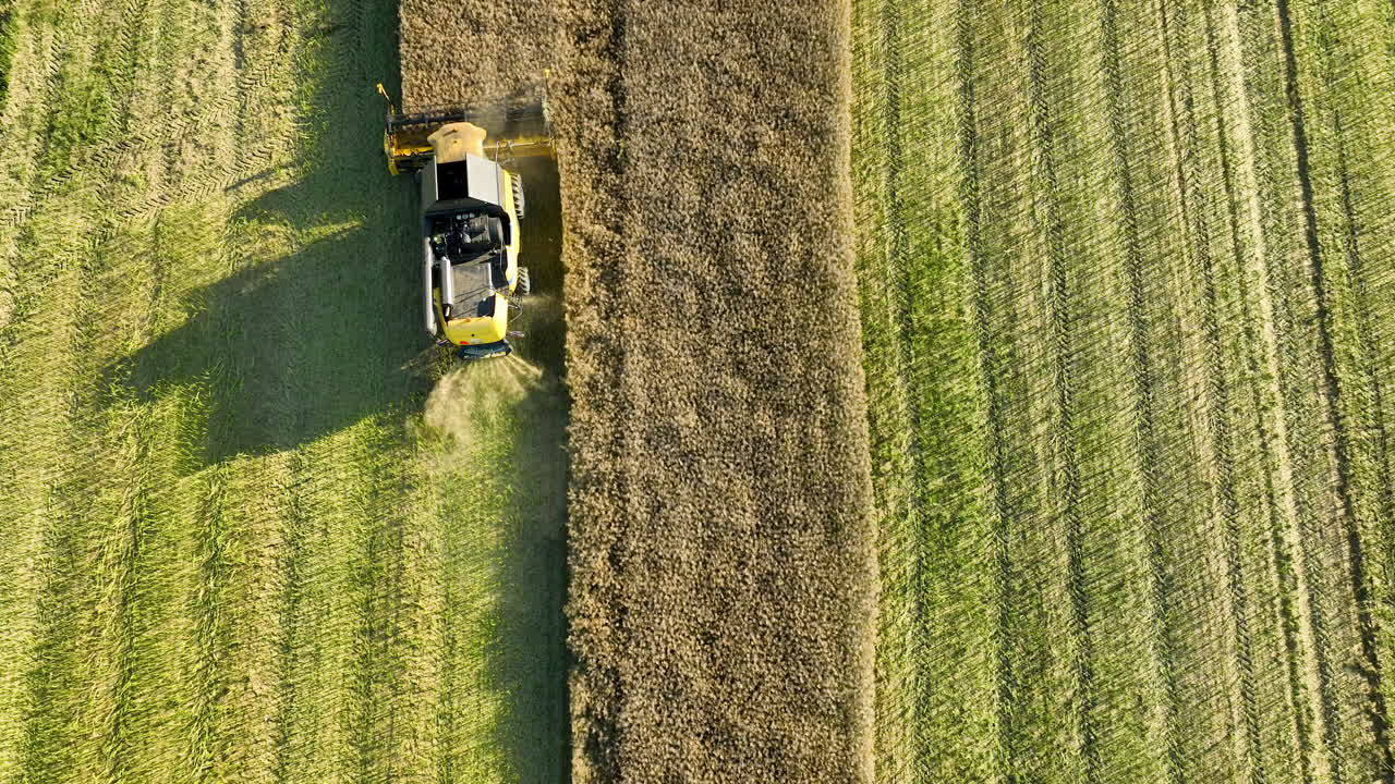 Vista dall'alto con drone di una mietitrebbia che taglia con precisione un campo, mostrando un netto contrasto tra le aree coltivate raccolte e non raccolte