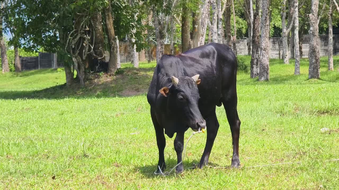 에 있는 검은 소