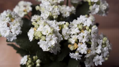 Rociar-Agua-Nebulizada-Sobre-Flores-Blancas-Florecientes-De-Kalanchoe-Calandiva---Cerrar